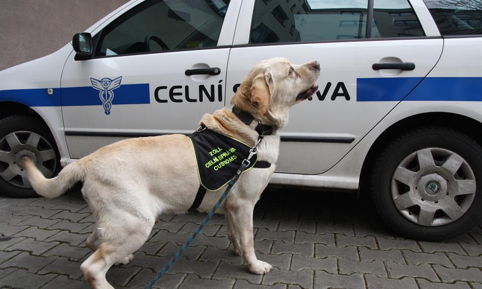 2014-3-18-103zasahující pes vycvičený na vyhledávání drog.JPG